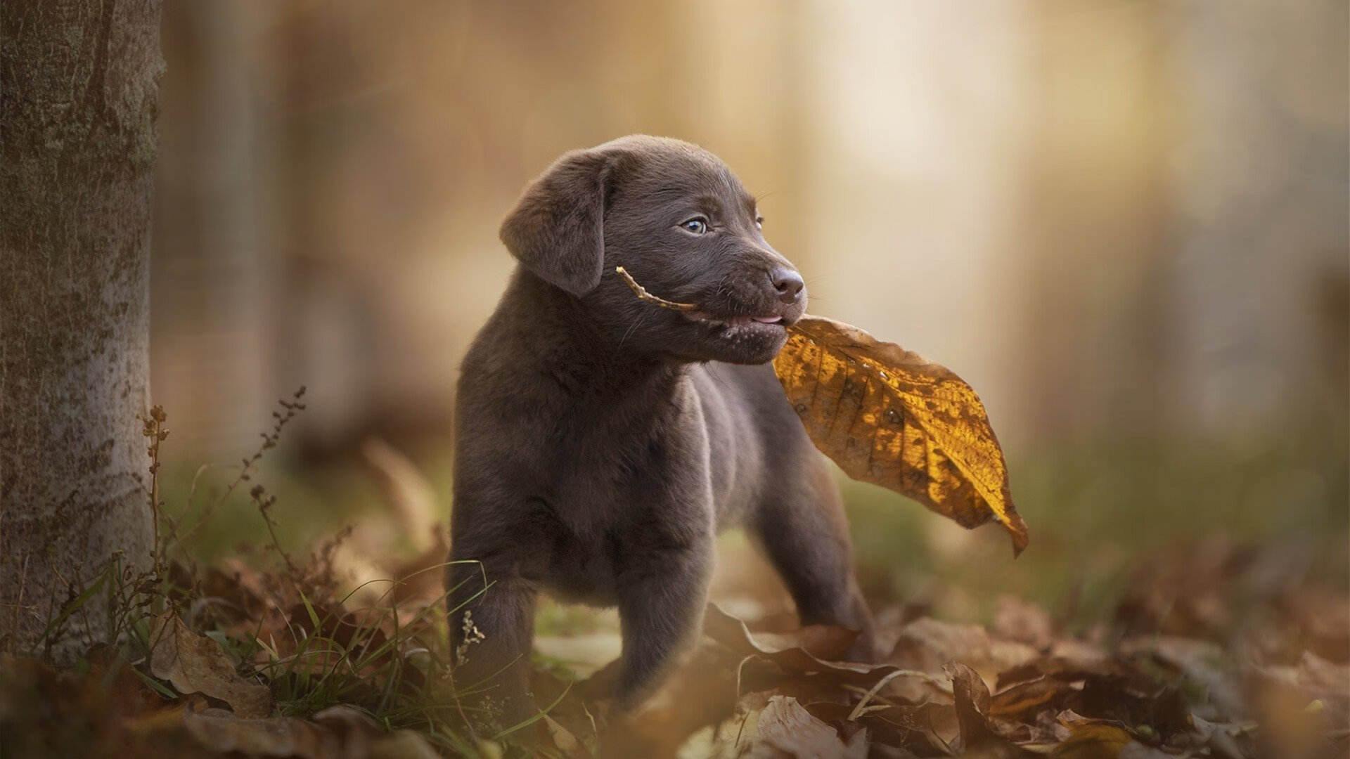 勇士启动“AI助教机器人”计划,用于训练对抗模拟,勇士新助教