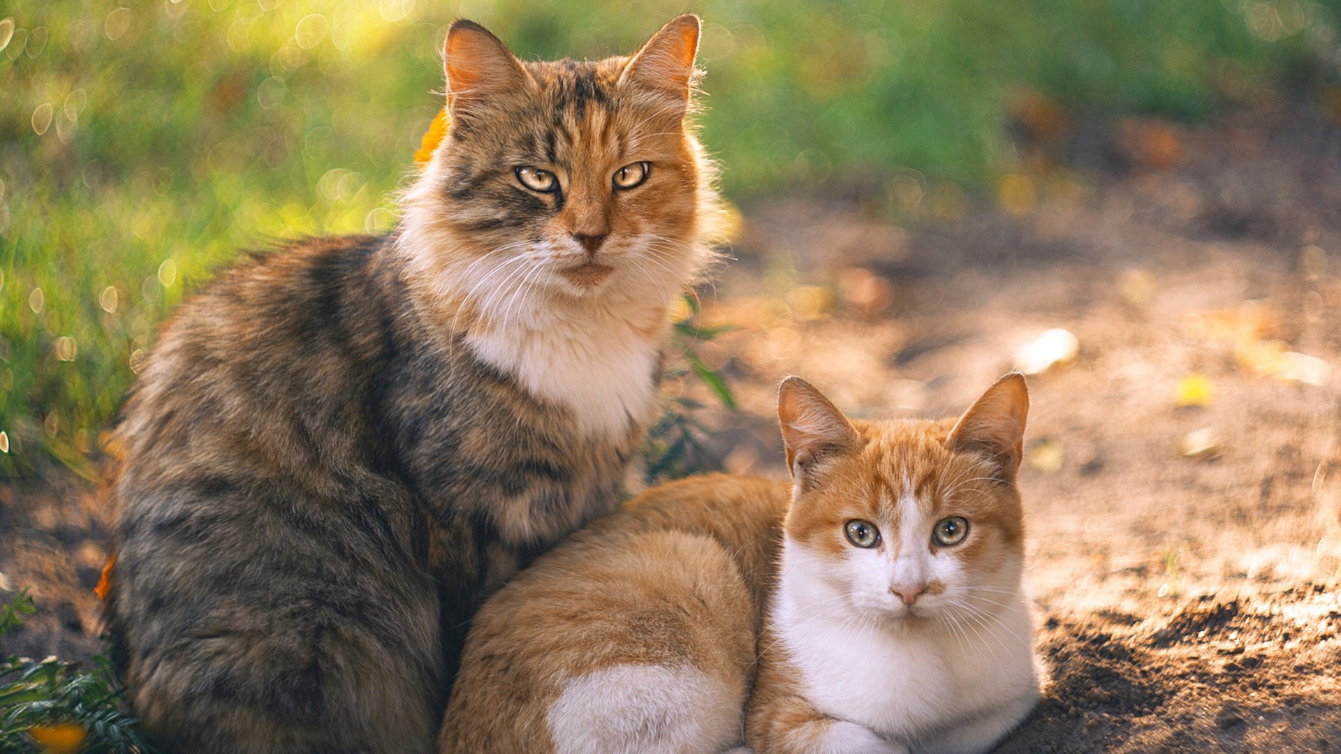 勇士在客场面对快船,库里投中关键三分,带队逆转!,勇士快船库里集锦