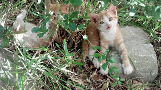 开云网页版-国足新星在海外联赛取得首球，国足海外球员名单