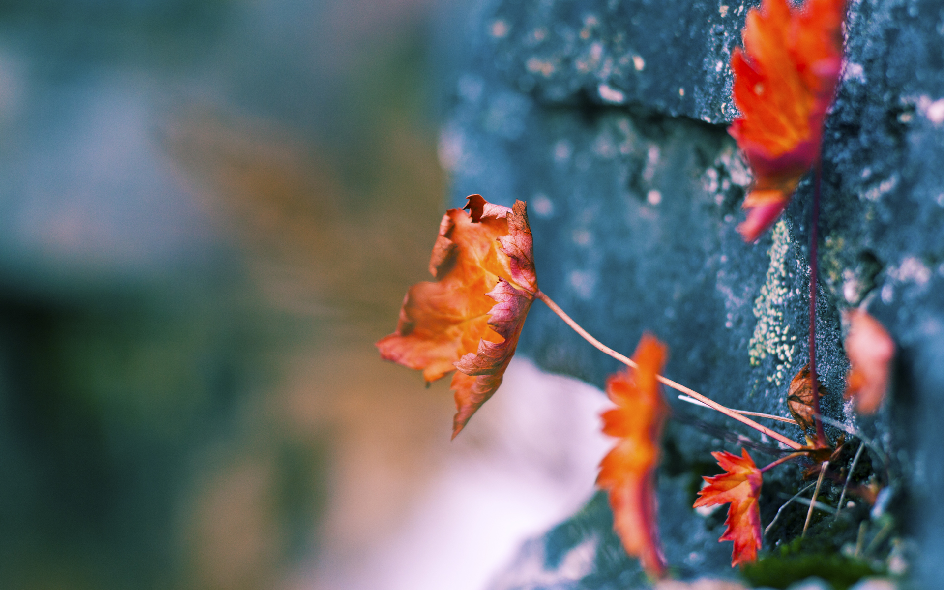 开云·Kaiyun网页版-新兴极限运动：飞跃、旋转的色彩盛宴