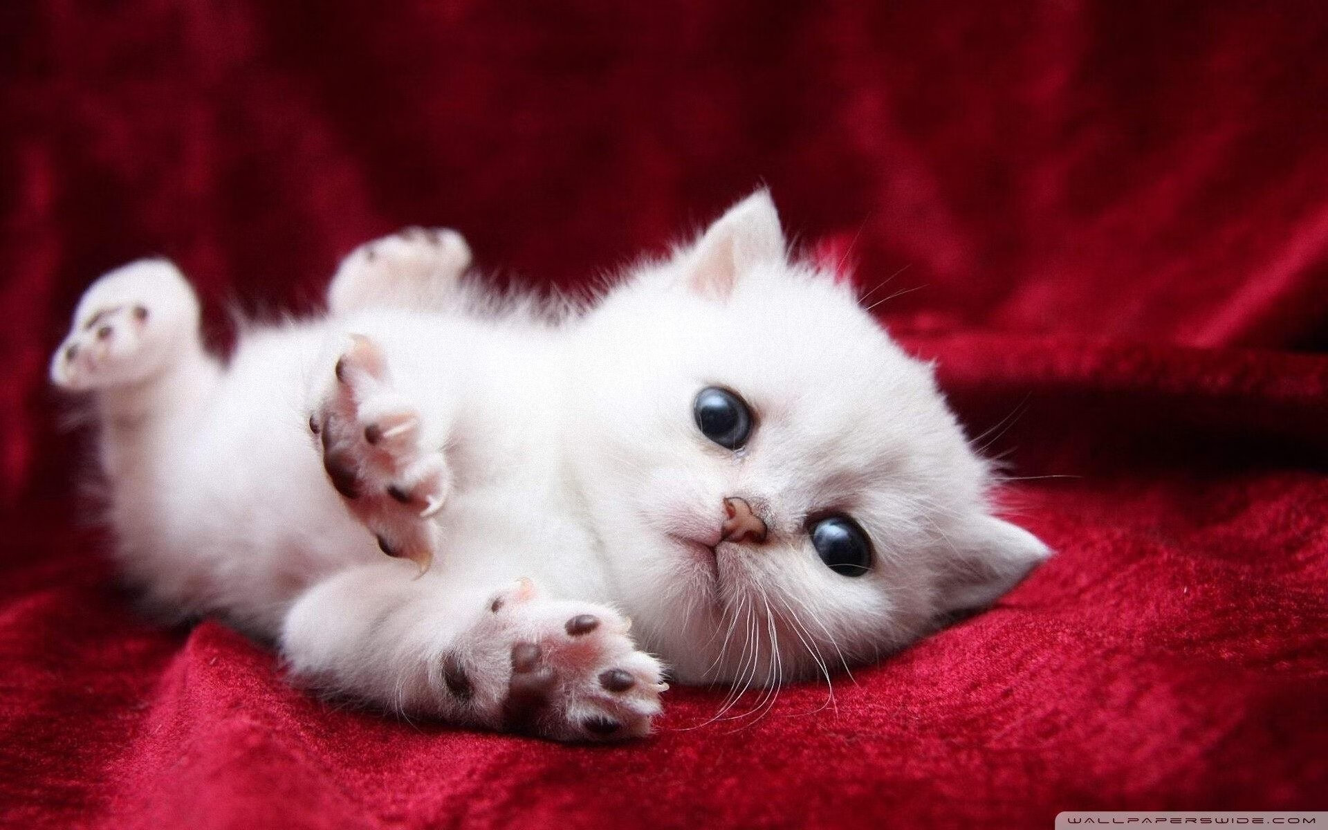 未来之星:青少年冠军的成长故事,未来之星奖项