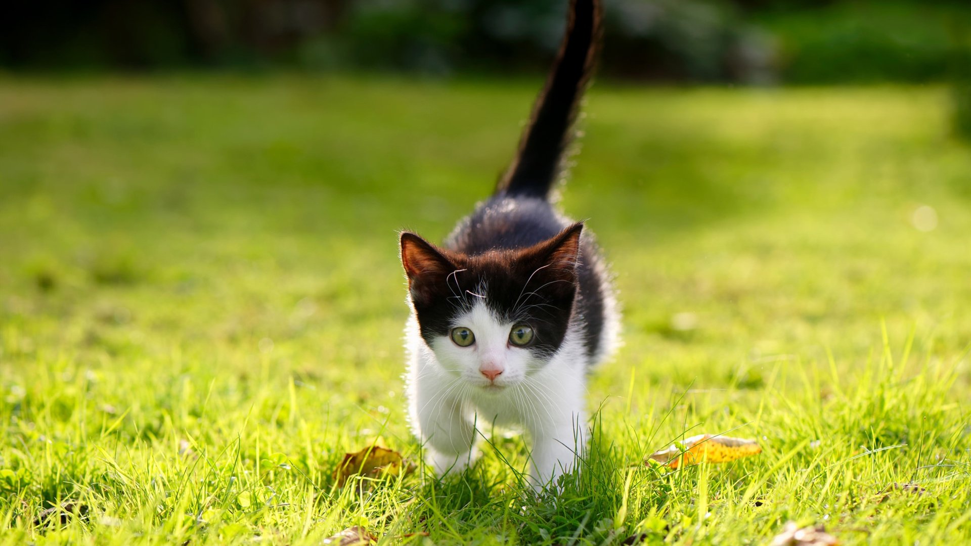 穿越火线(CF)国际邀请赛激情四射,战队激烈厮杀,cf国际比赛规则