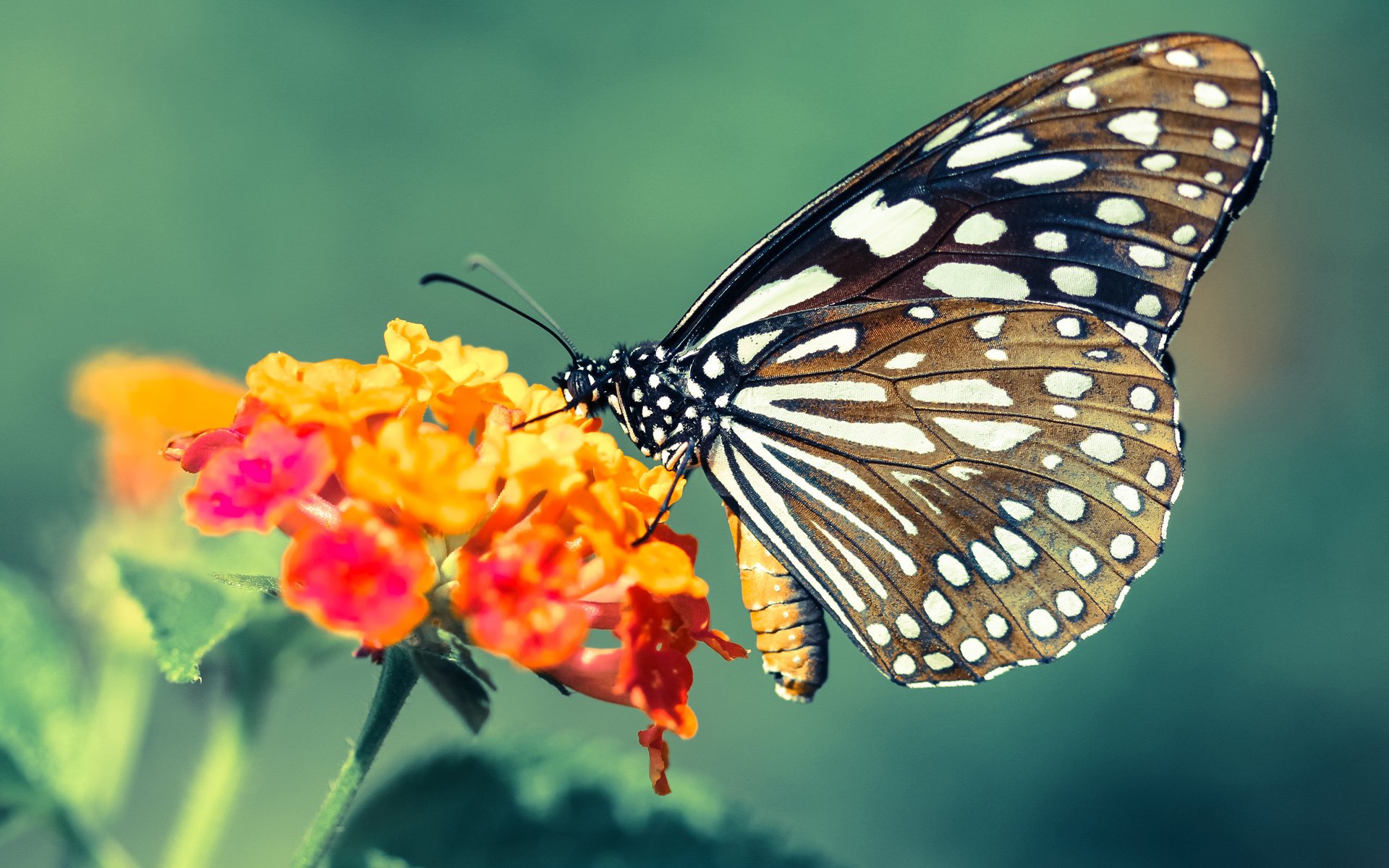 科比贡献:一个时代的伟大与拼搏精神的象征,科比为nba的贡献有哪些