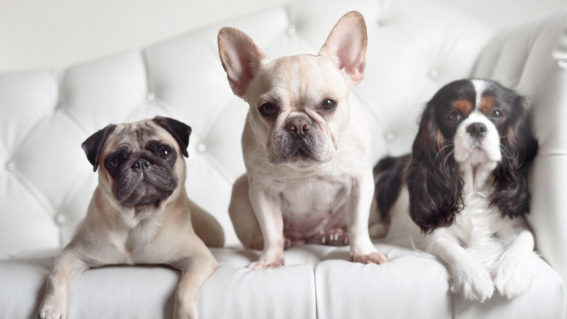 BLG辅助选手本赛季平均KDA达5.6创新高,lol辅助kda