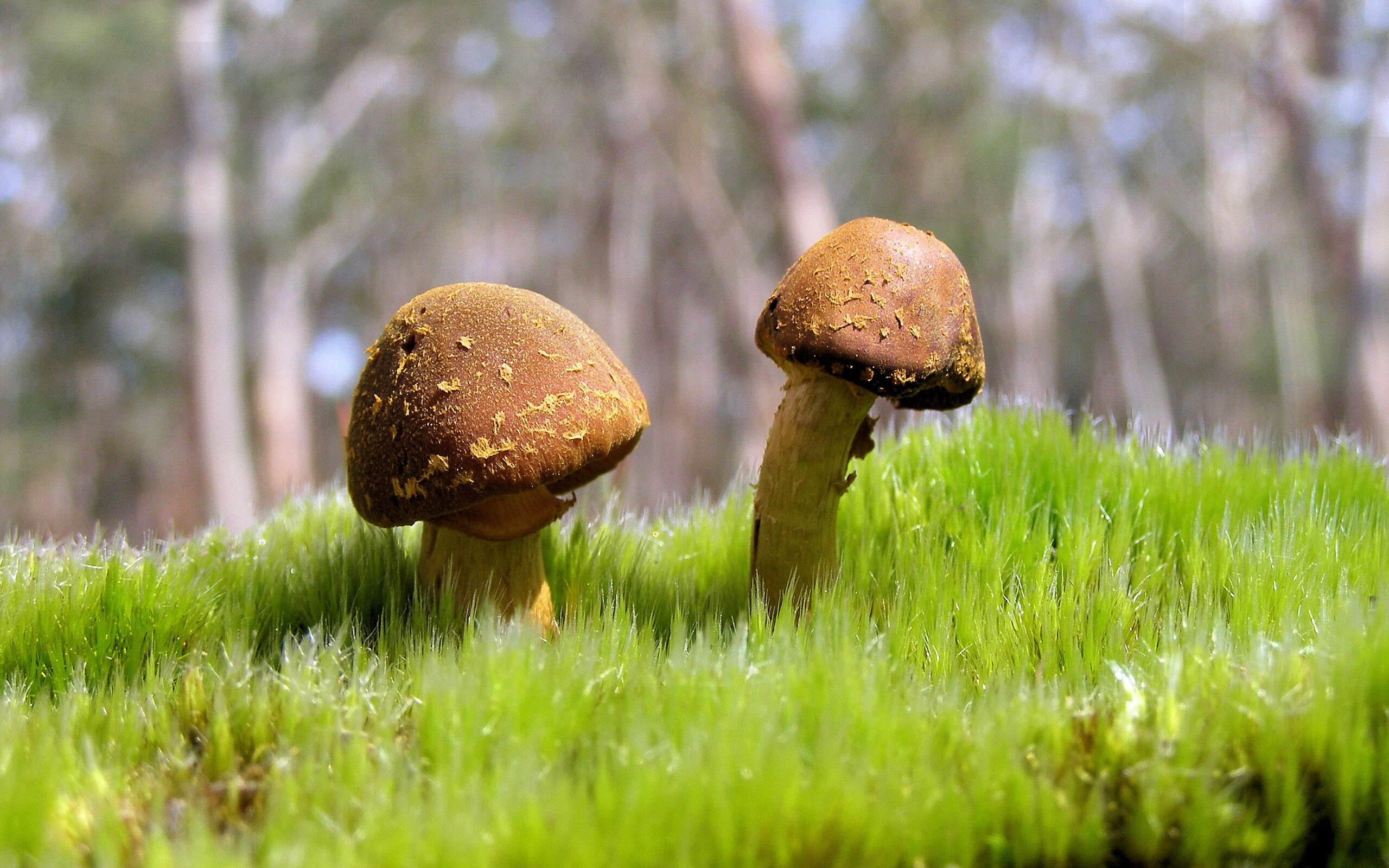 T1选手心理素质训练加强,挑战心理素质