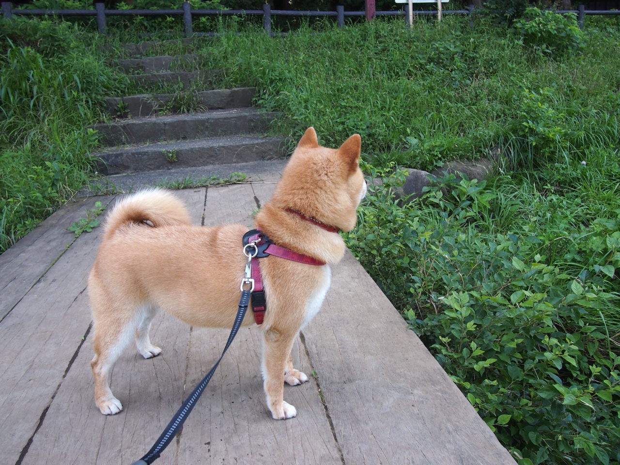 中国女子撑杆跳破全国纪录,李玲一跃而上4.81米,女子撑杆跳中国纪录多少