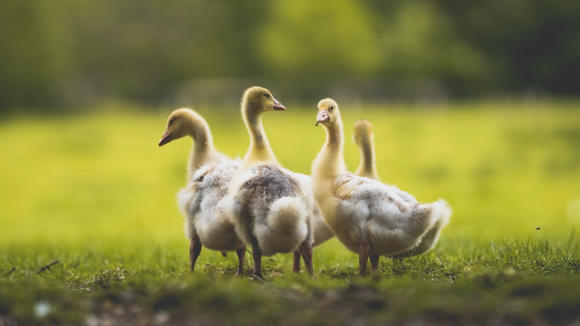 开云网页版-佩纳罗尔锋线对抗国民队防线，佩纳罗尔特别球衣