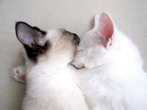 开云体育-公牛大胜森林狼，关键一役中德罗赞创下生涯新高，公牛队罗德曼抢篮板集锦