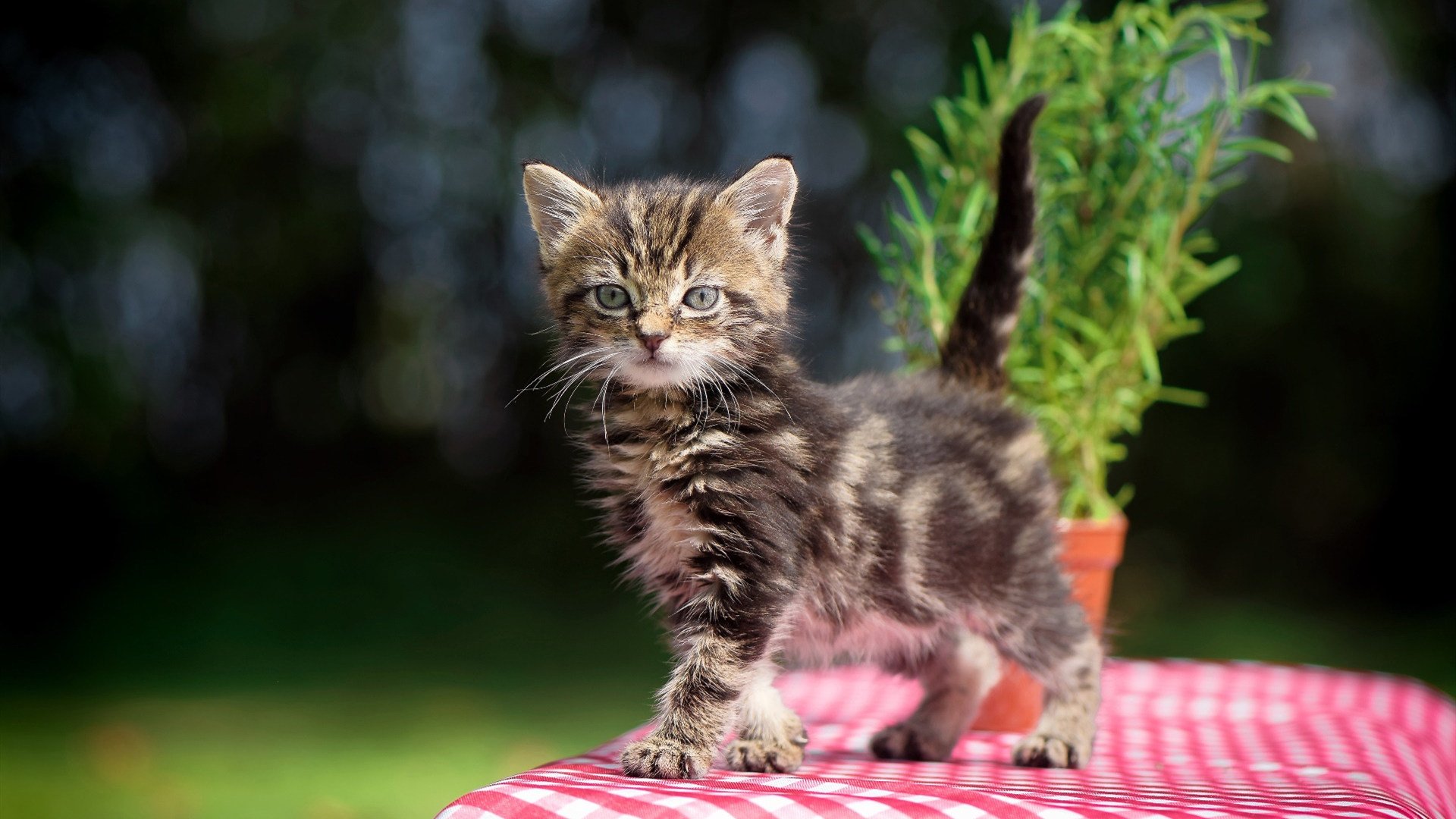 开云中国大陆-尼克斯击退勇士，布伦森关键三分打停对手，尼克斯对步行者