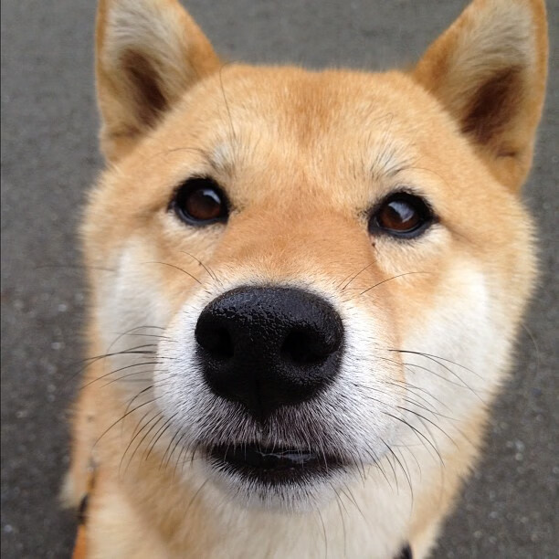 巴西强队备受瞩目,实力碾压对手,巴西最强国家队