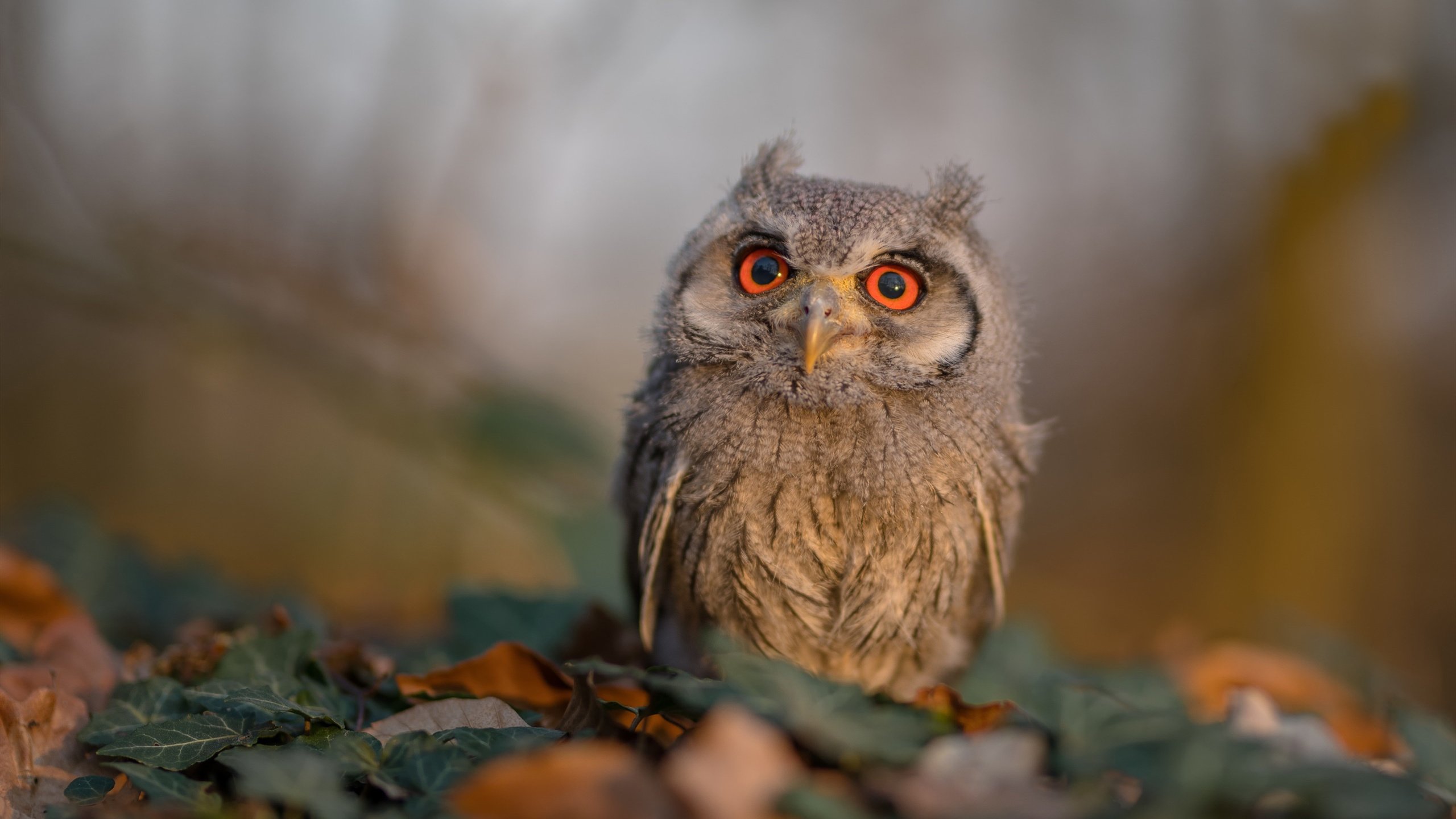 开云官方网站-日本队大胜卡塔尔，亚洲杯小组赛表现优异，日本队大胜卡塔尔,亚洲杯小组赛表现优异吗