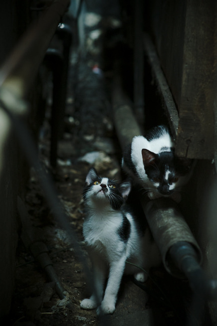 法国联赛关键场次紧张激烈，法国球赛