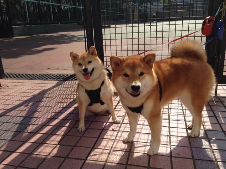 开云官网-王者荣耀职业联赛年度最佳团队奖评选启动，王者荣耀职业联赛冠军最多的战队