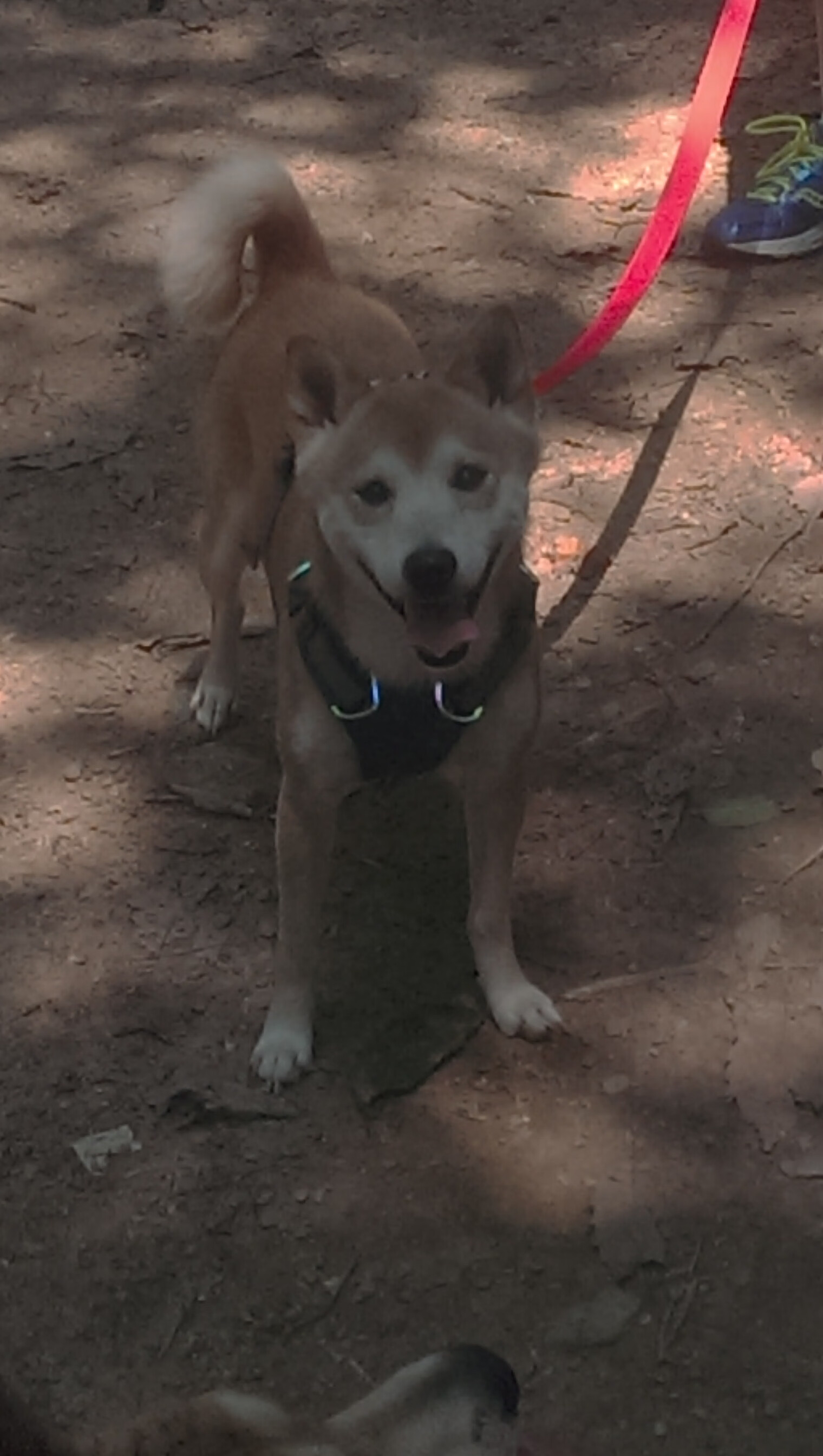 瑞典奋战挪威,欧洲杯资格疑云未解,瑞典欧洲杯比赛分析