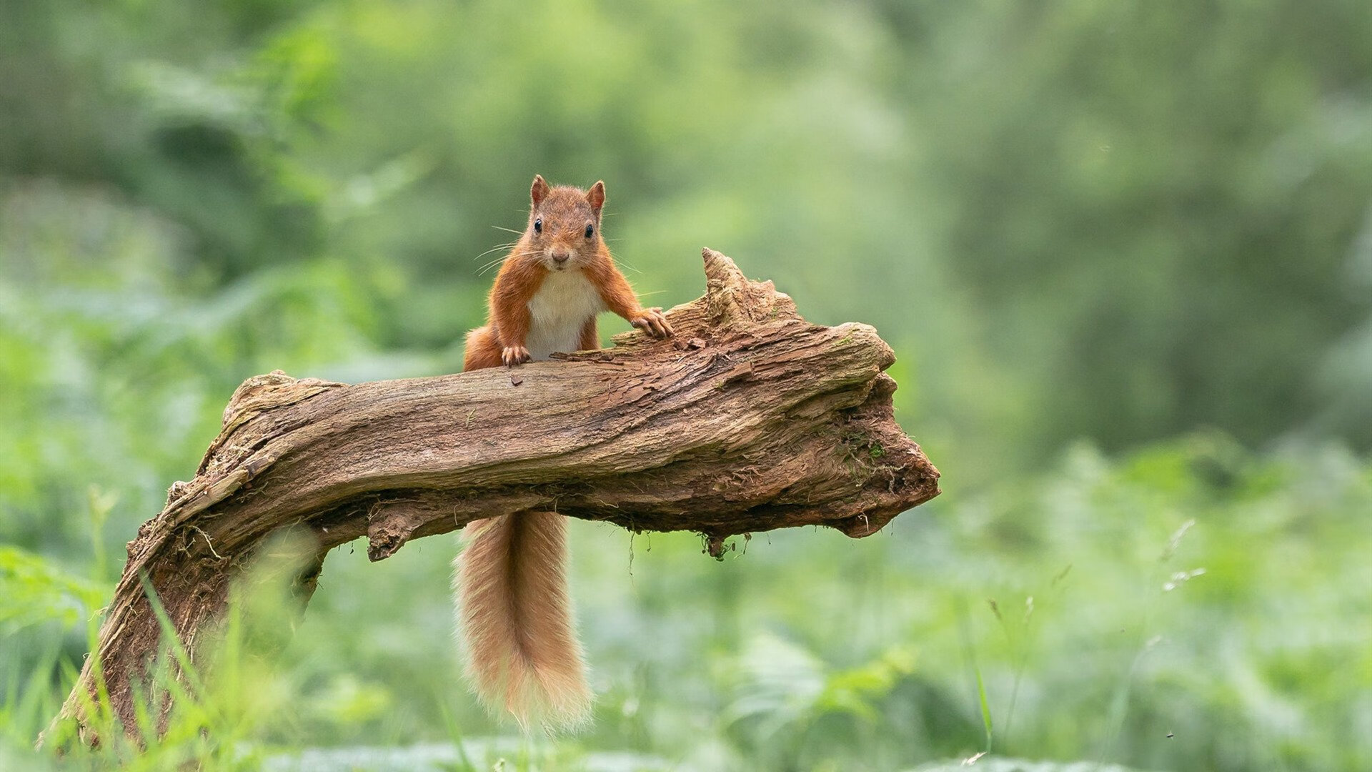 开云官网APP下载-阿贾克斯客场击败热尔维特领跑荷甲积分榜，阿贾克斯荷兰中场