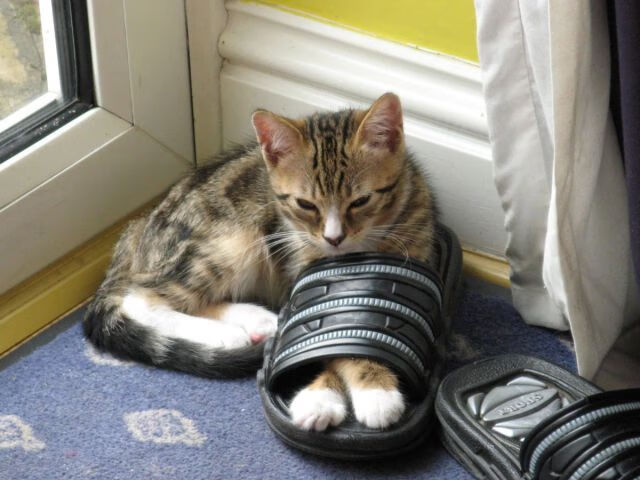 中小学体育教师培训体系建设研究,中小学体育教师培训体系建设研究报告