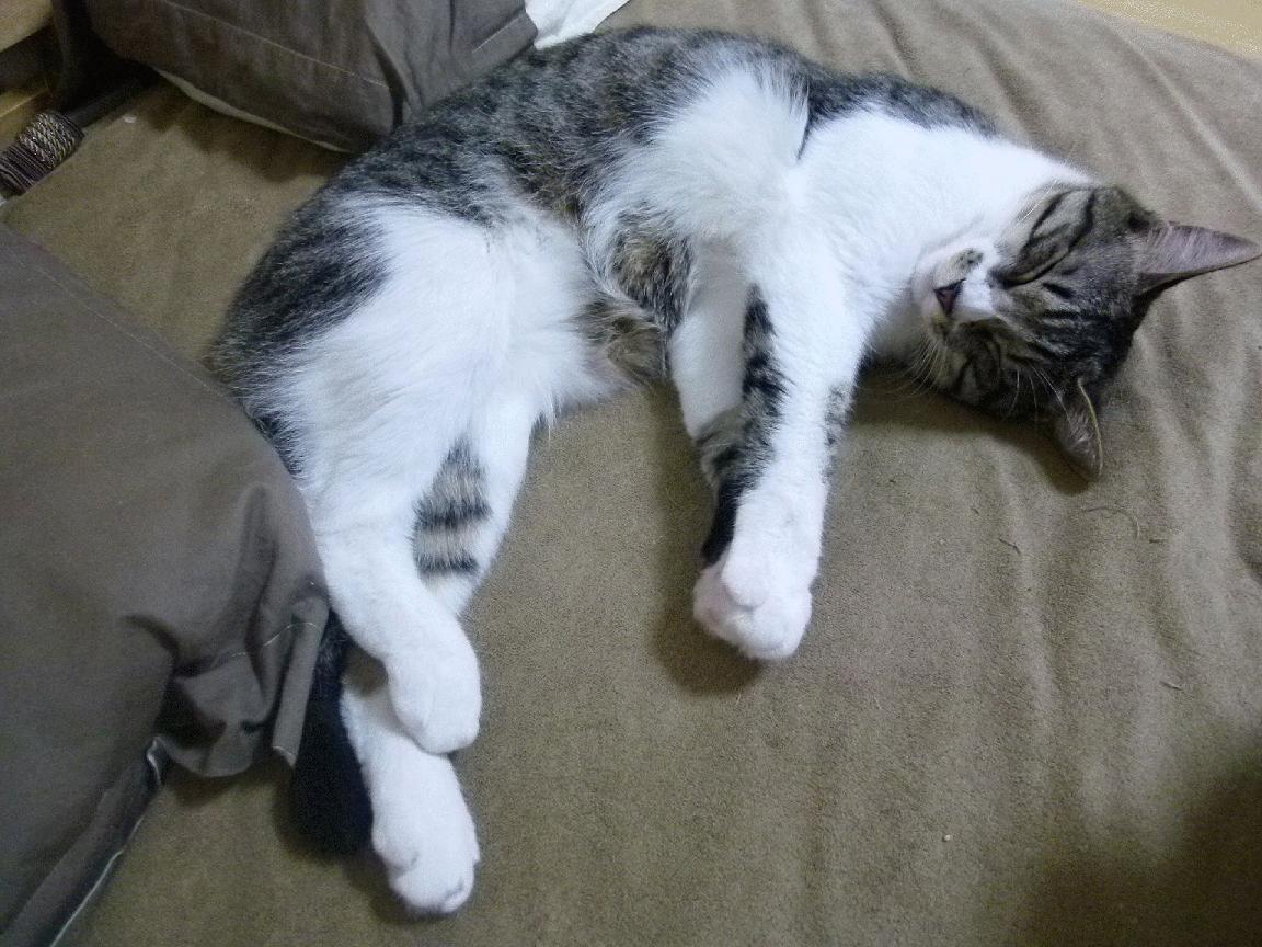 “2025世界游泳锦标赛:水上芭蕾的艺术之美与竞技较量”