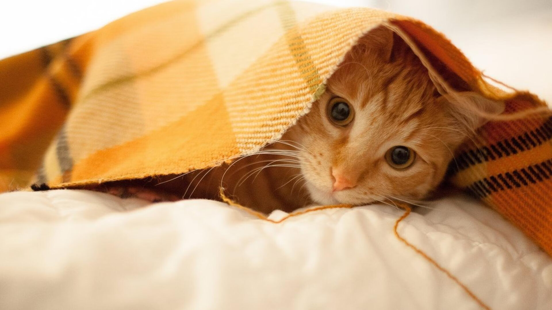 蛙泳划频节奏控制优化方案,蛙泳节奏教学视频教程