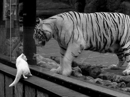 高校体育毕业论文关注运动康复与健康管理,运动康复学论文