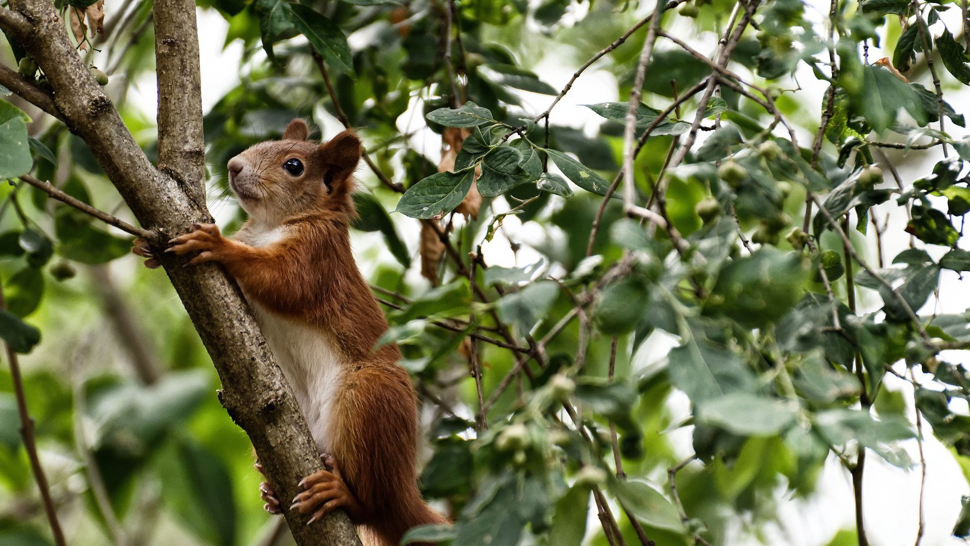 哈登赛后自曝曾带伤出战,哈登赛后自曝曾带伤出战的球员