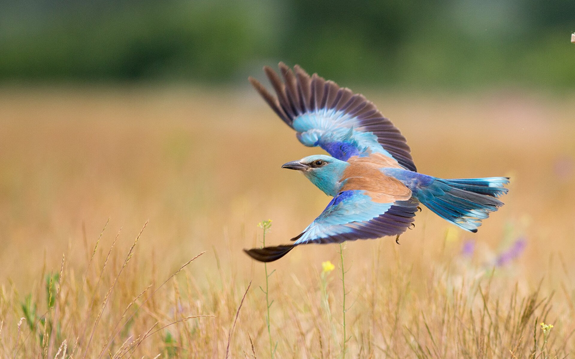 kaiyun体育app-大学生篮球训练大纲标准化建设推动课程质量稳步提升，大学生篮球训练方案