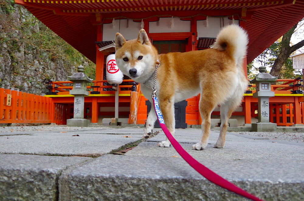 格林伍德的稳健防守与精准反击,为袋鼠队注入进攻活力,格林伍德什么水平