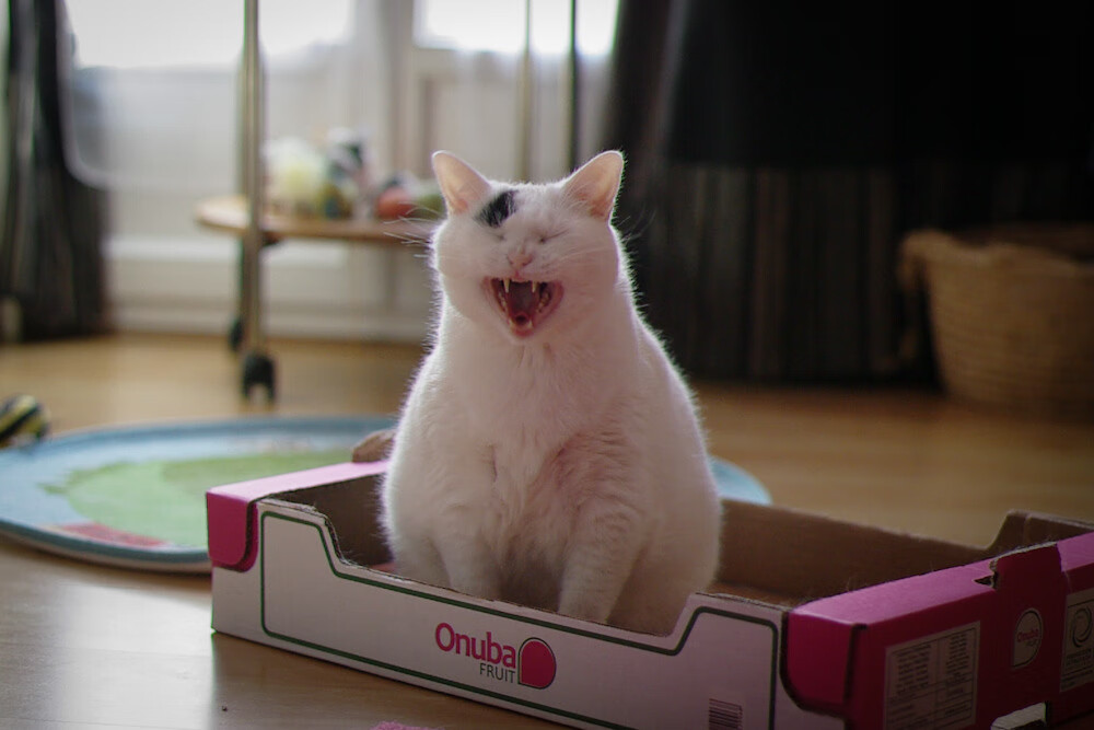 法国橄榄球的品牌价值飞速提升,吸引更多赞助商,法国top14橄榄球联赛