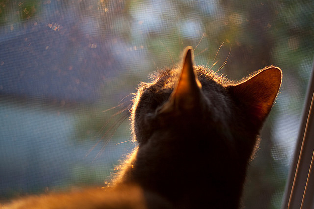 法甲未来之星:新秀崭露头角赢得未来,法甲潜力球员