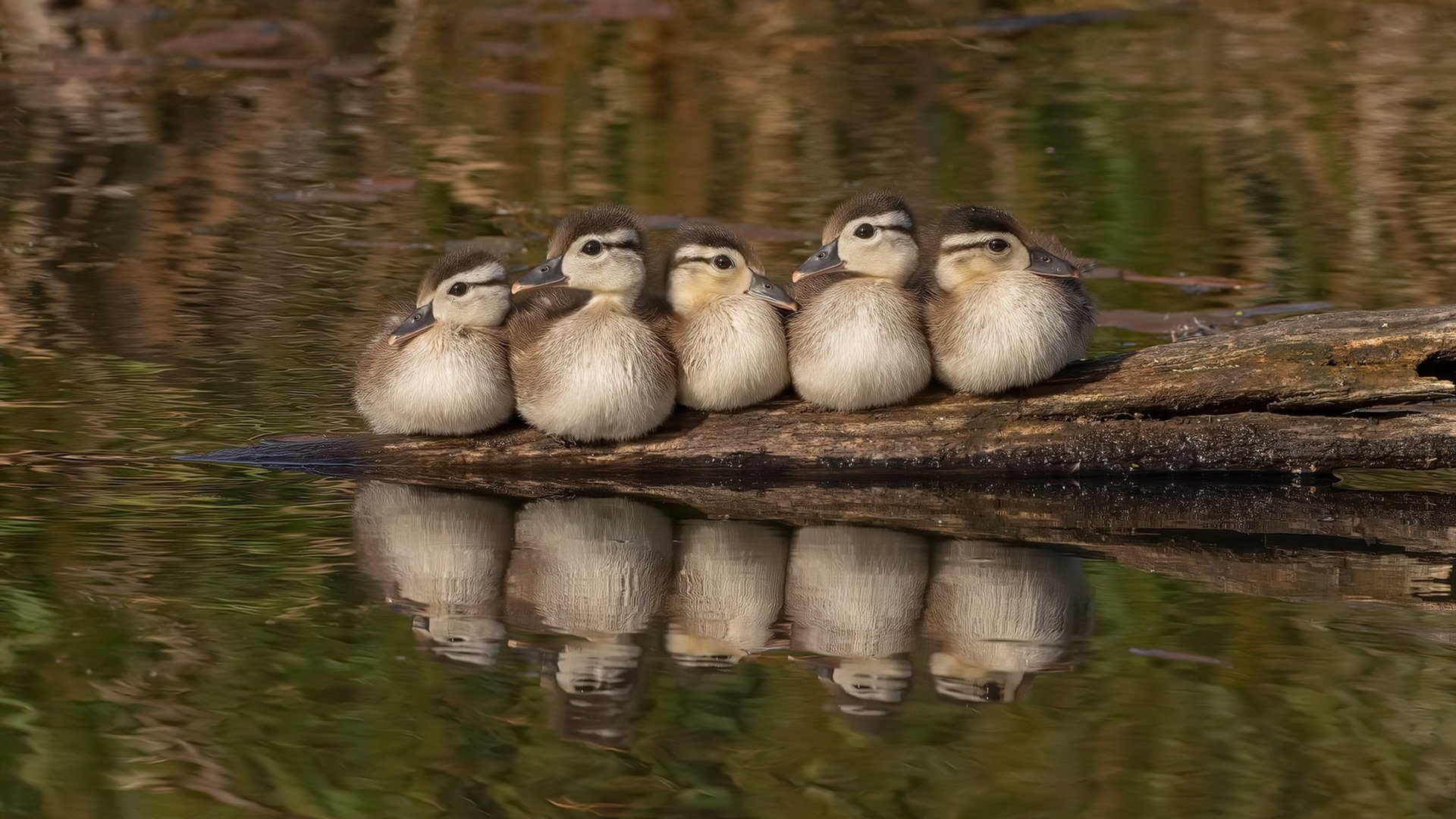美洲杯燃情激战:团队合作与个人奇迹的融合,美洲 杯