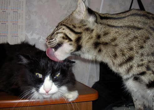 Kaiyun(中国)开云-阿伦·斯密斯：全黑队的“掌控者”，带领球队不断突破极限