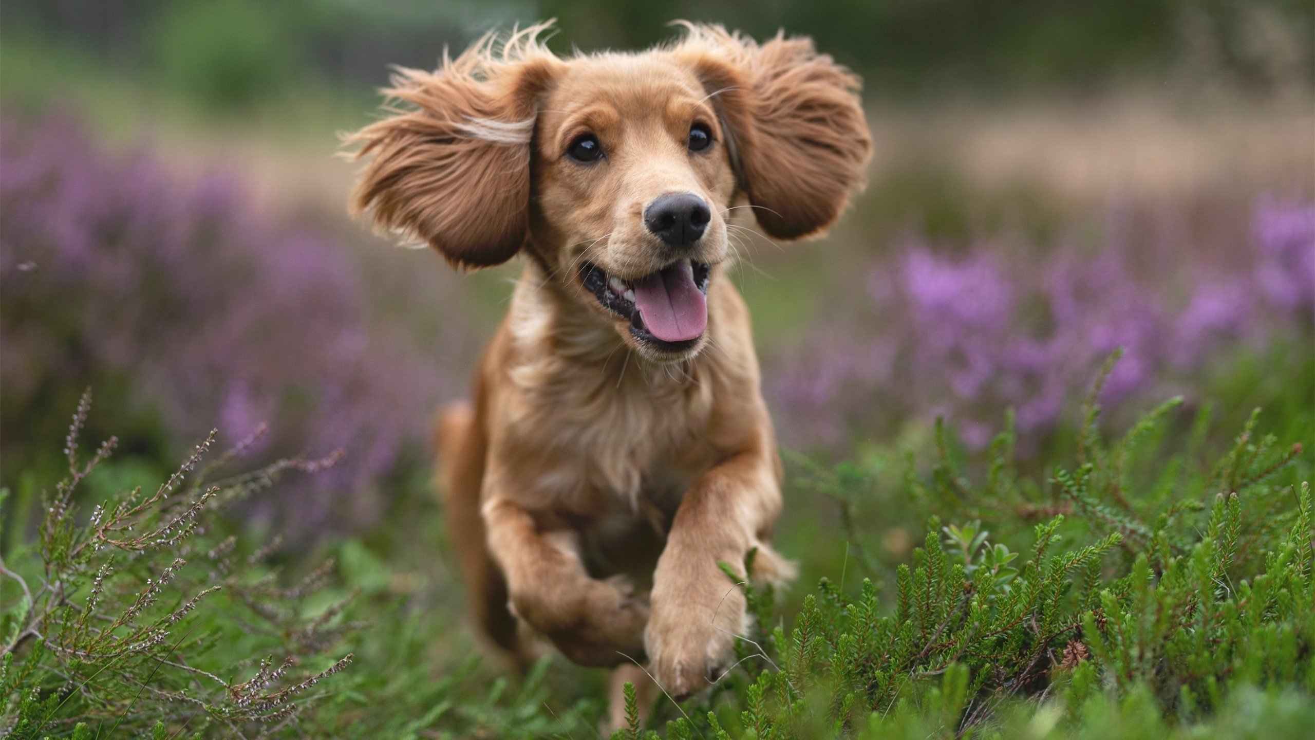 霍勒迪带队冲击快攻雄鹿保持领先,霍勒迪顶薪续约雄鹿